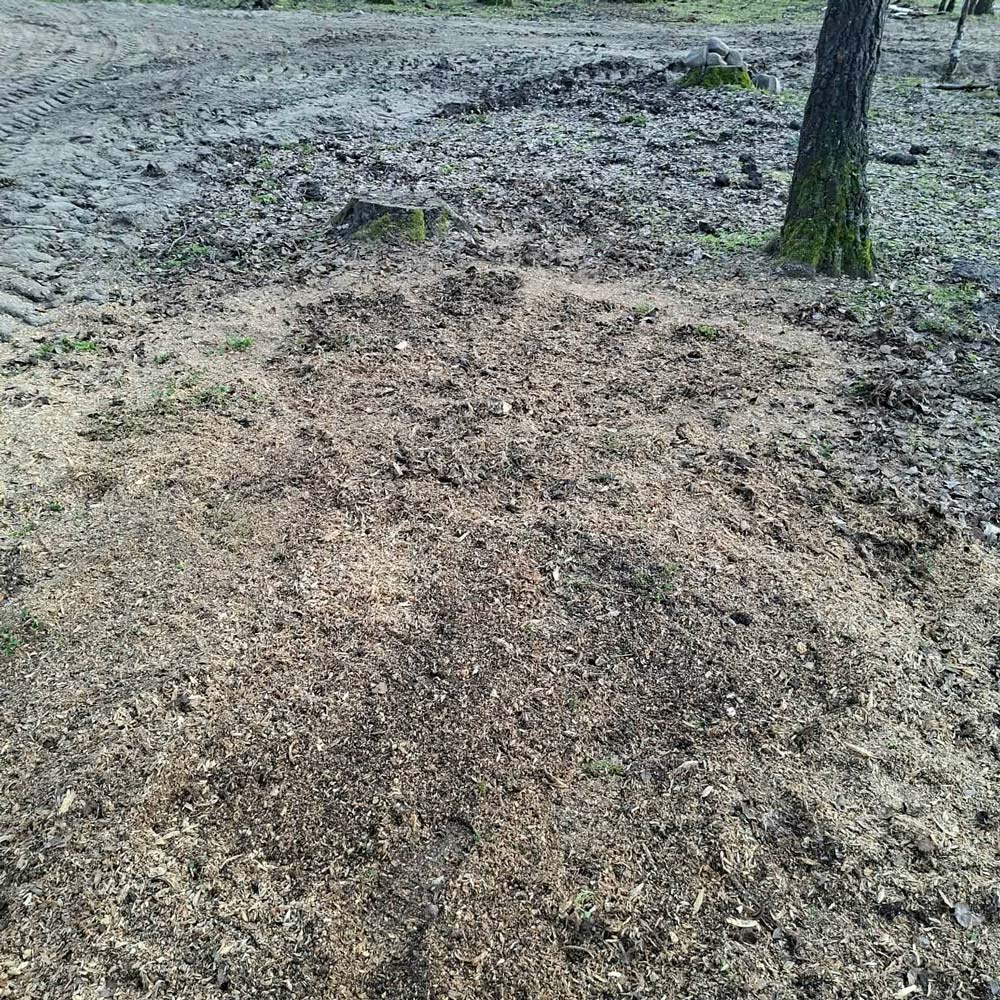 Puste miejsce po wyfrezowanej karpie pozostałej po wycince drzewa