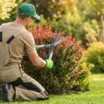 Ogrodnik przycinający nożycami krzew w ogrodzie.